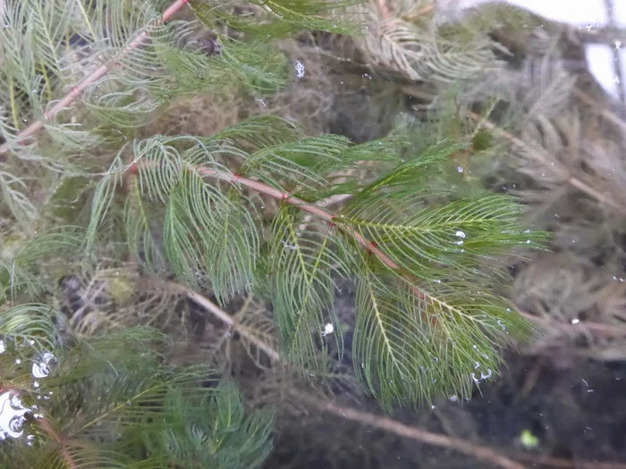 Buy Myriophyllum spicatum (Spiked Water Milfoil) online UK