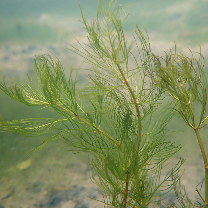 Buy Myriophyllum verticillatum (Whorled Water Milfoil) online UK