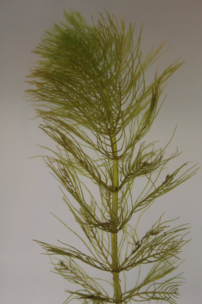 Buy Myriophyllum verticillatum (Whorled Water Milfoil) online UK