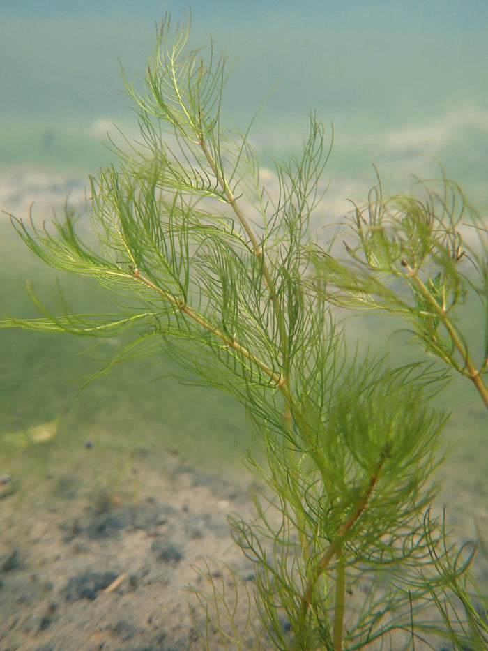 Buy Myriophyllum verticillatum (Whorled Water Milfoil) online UK