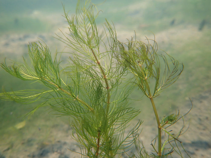 Buy Myriophyllum verticillatum (Whorled Water Milfoil) online UK