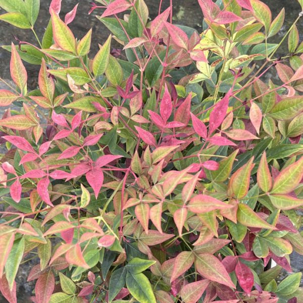 Buy Nandina domestica 'Obsessed' online UK