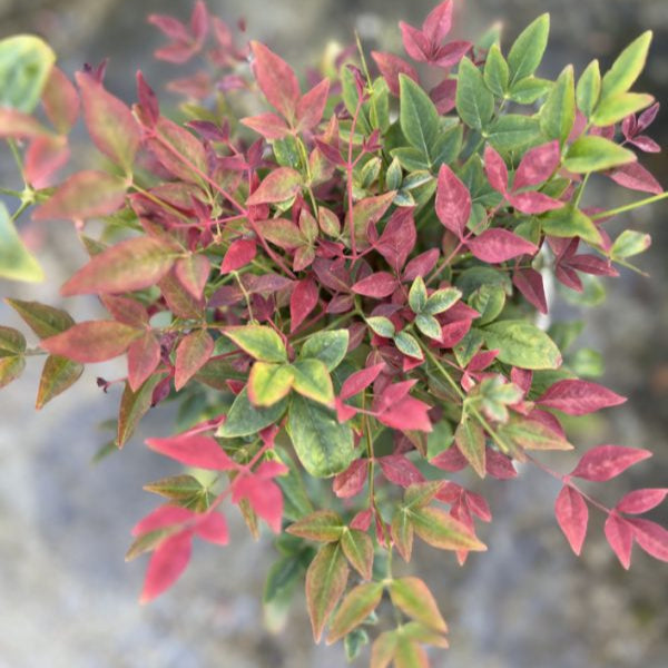 Buy Nandina domestica 'Obsessed' online UK