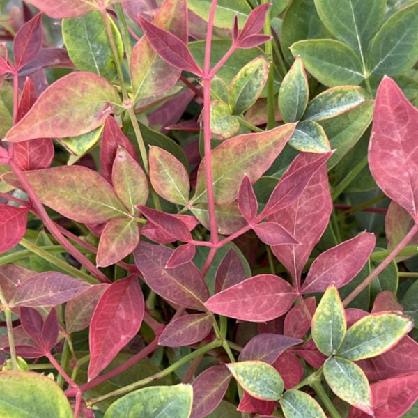 Buy Nandina domestica 'Obsessed' online UK