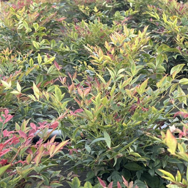Buy Nandina domestica 'Obsessed' online UK