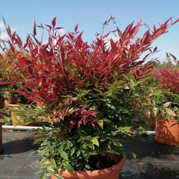 Buy Nandina domestica 'Obsessed' online UK