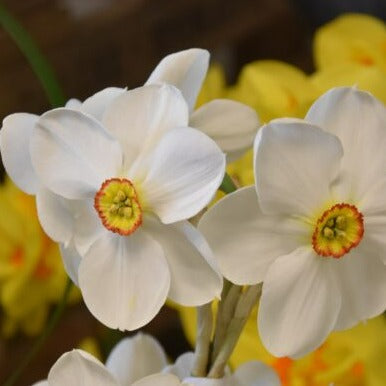 Buy Narcissus 'Actaea' Bulbs online UK