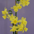 Buy Narcissus 'Angel's Breath' Bulbs online UK