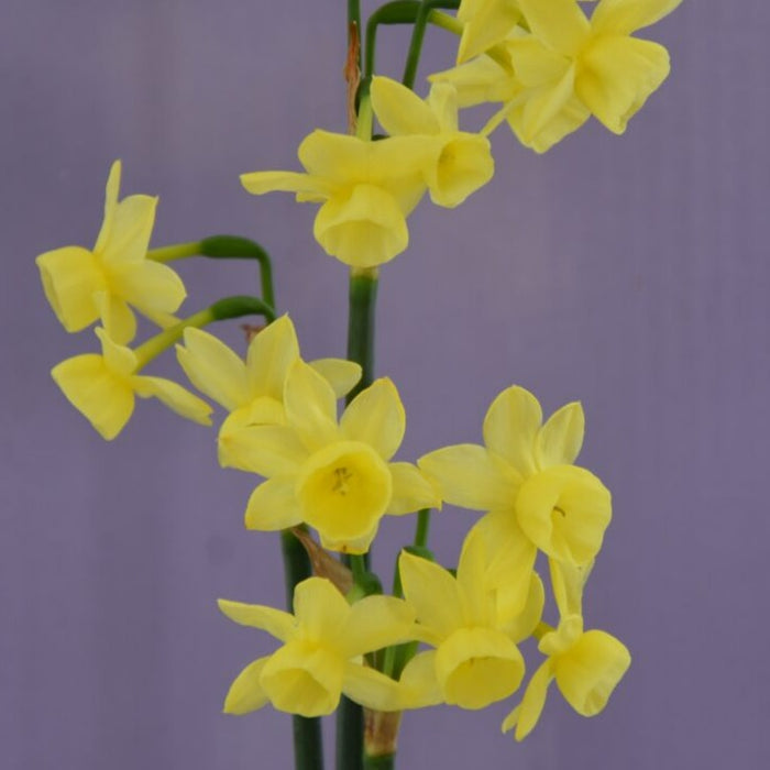 Buy Narcissus 'Angel's Breath' Bulbs online UK