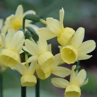 Buy Narcissus 'Angel's Whisper' Bulbs online UK