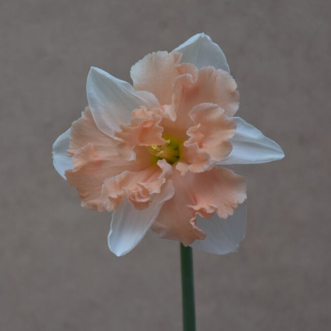 Buy Narcissus 'Apple Pie' Bulbs online UK