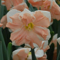 Buy Narcissus 'Apricot Whirl' Bulbs online UK