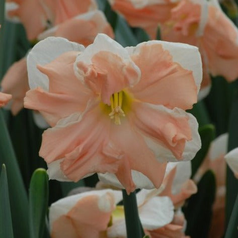 Buy Narcissus 'Apricot Whirl' Bulbs online UK