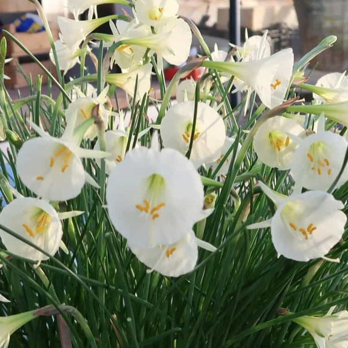 Buy Narcissus 'Arctic Bells' Bulbs online UK