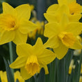 Buy Narcissus 'Arctic Gold' Bulbs online UK