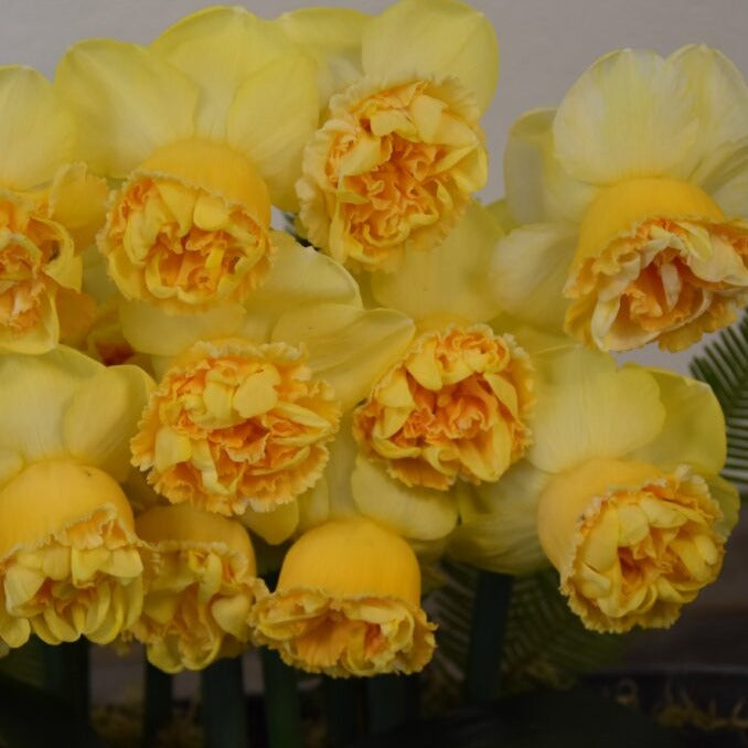 Buy Narcissus 'Art Perfume' Bulbs online UK