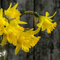 Buy Narcissus asturiensis 'Piccolini' Bulbs online UK