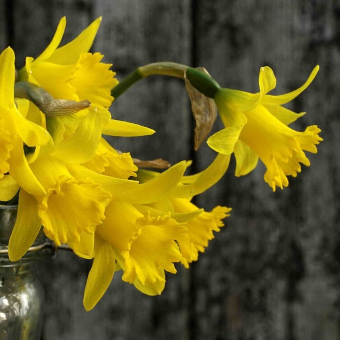 Buy Narcissus asturiensis 'Piccolini' Bulbs online UK