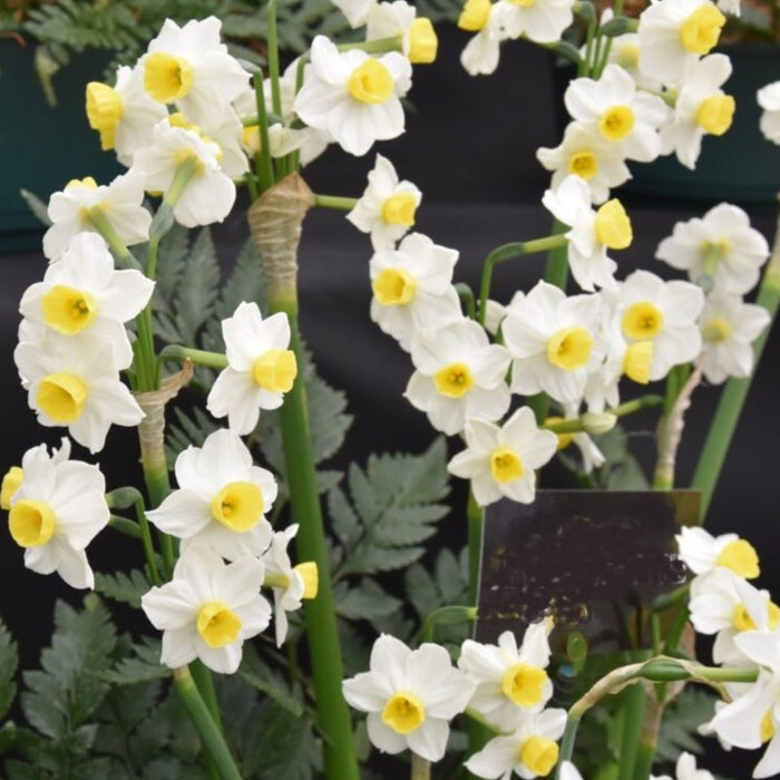 Buy Narcissus 'Avalanche' Bulbs online UK