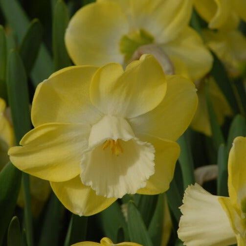 Buy Narcissus 'Avalon' Bulbs online UK