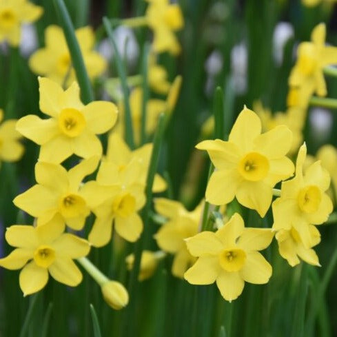 Buy Narcissus 'Baby Boomer' Bulbs online UK