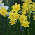 Buy Narcissus 'Baby Moon' Bulbs online UK