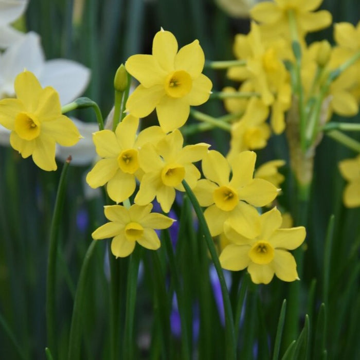 Buy Narcissus 'Baby Moon' Bulbs online UK