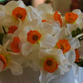Buy Narcissus 'Barret Browning' Bulbs online UK