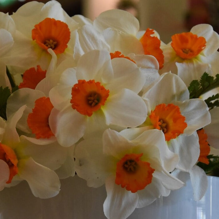 Buy Narcissus 'Barret Browning' Bulbs online UK