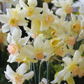 Buy Narcissus 'Bell Song' Bulbs online UK