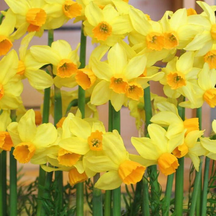 Buy Narcissus 'Bittern' Bulbs online UK