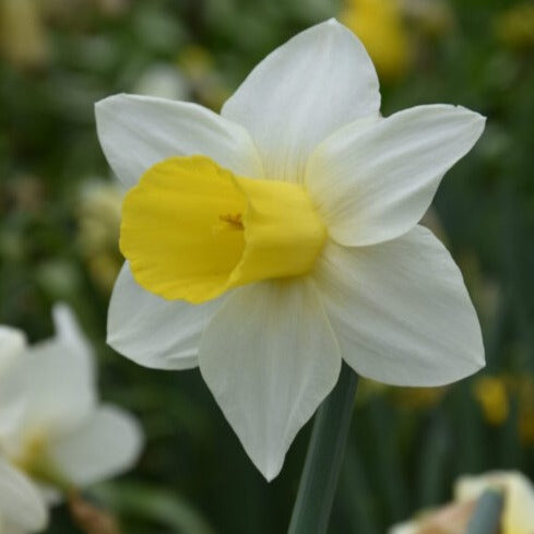 Buy Narcissus 'Bravoure' Bulbs online UK