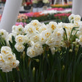 Buy Narcissus 'Bridal Crown' Bulbs online UK