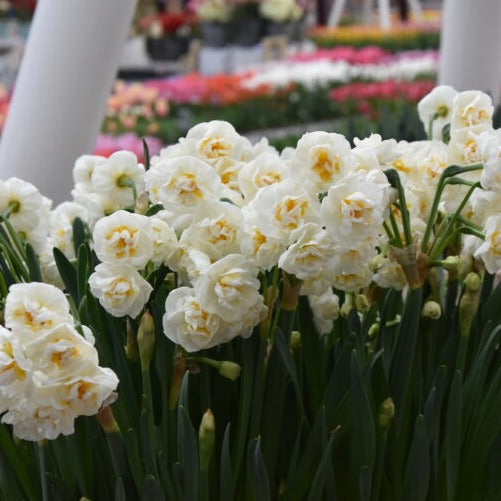 Buy Narcissus 'Bridal Crown' Bulbs online UK