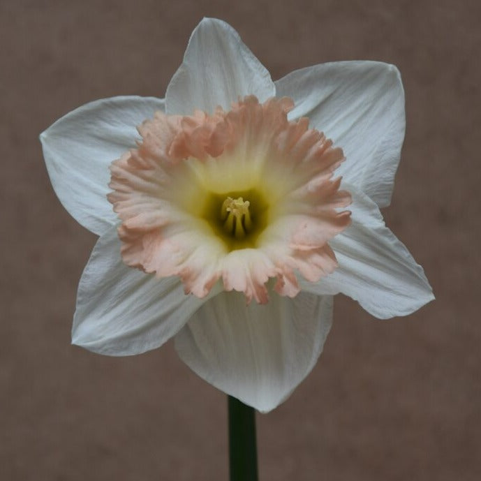 Buy Narcissus 'British Gamble' Bulbs online UK