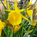Buy Narcissus bulbocdium var conspicuus (Hoop Petticoat Daffodil) Bulbs online UK