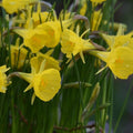Buy Narcissus bulbocodium 'Casual Elegance' Bulbs online UK