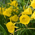Buy Narcissus bulbocodium 'Golden Bells' Bulbs online UK