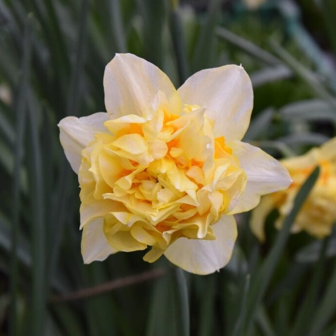 Buy Narcissus 'Butter And Eggs' Bulbs online UK