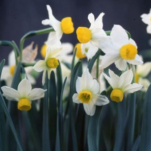 Buy Narcissus 'Canaliculatus' Bulbs online UK