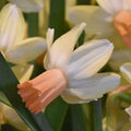 Buy Narcissus 'Carice' Bulbs online UK