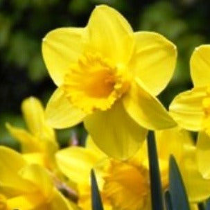 Buy Narcissus 'Carlton' Bulbs online UK