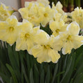 Buy Narcissus 'Cassata' Bulbs online UK