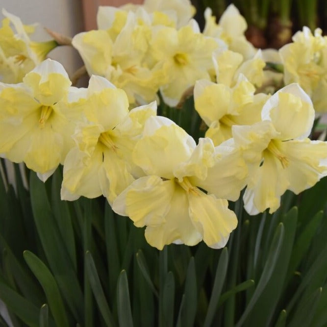Buy Narcissus 'Cassata' Bulbs online UK
