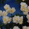 Buy Narcissus 'Cheerfulness' Bulbs online UK