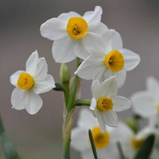 Buy Narcissus 'Chinese Sacred Lily' Bulbs online UK