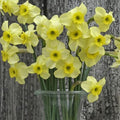 Buy Narcissus 'Clare' Bulbs online UK