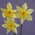 Buy Narcissus 'Conspicuus syn Barrii Conspicuus' Bulbs online UK