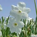 Buy Narcissus 'Dainty Miss' Bulbs online UK