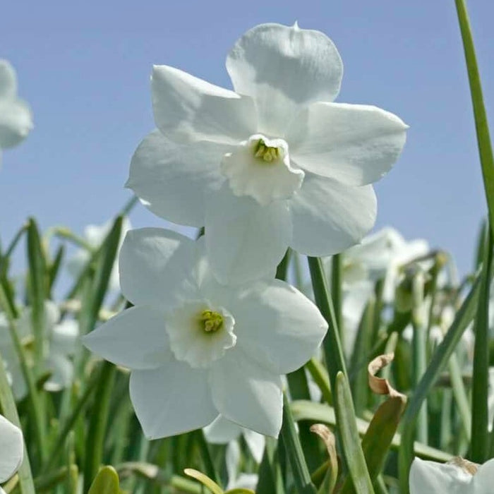 Buy Narcissus 'Dainty Miss' Bulbs online UK